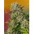 Papaya Zoap Auto, Фасовка: 5+2